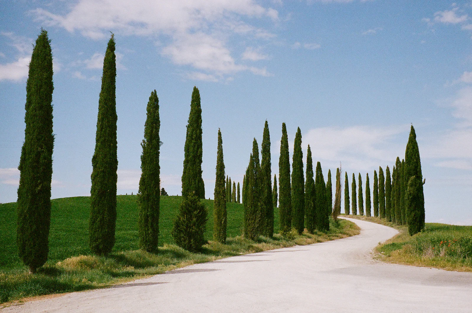 White gravel road lined with cypresses across the Val d'Orcia, Tuscany
